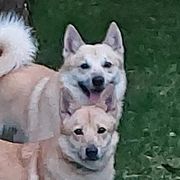Norwegian Buhunds from Zodiac ranch