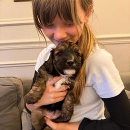 Cookie - Brown and white female Saint Berdoodle puppy in Newcastle, California from Darling Saint Berdoodles