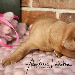 Labrador Retriever Puppies from Abundance Labradors