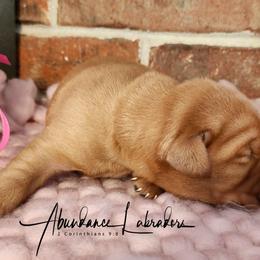 Labrador Retriever Puppies from Abundance Labradors