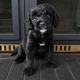 Boy 5 - male Double Doodle puppy in Whitsett, North Carolina from Rock Creek Doodles NC