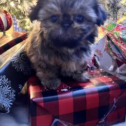 Shih Tzu Puppies from Jodi’s Shihtzus