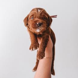 Willow (Purple Collar) - Red  female Goldendoodle puppy in Beaverton, Oregon from Henry Elliots