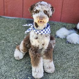 Cappuccino - Poodle