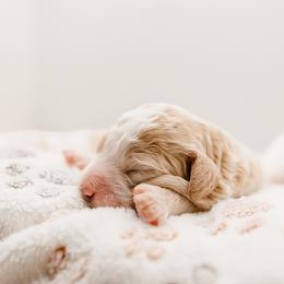 Nitro - White male Bernedoodle puppy in Peoria, Arizona from Wroth's Paws