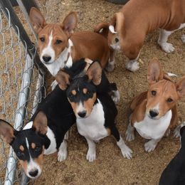 Basenji Puppies from Wild West Basenjis