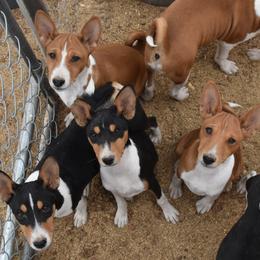 Basenji Puppies from Wild West Basenjis