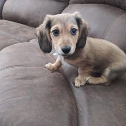 Dachshund Puppies from Cuddlehound Kennels