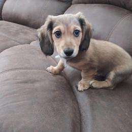 Dachshund Puppies from Cuddlehound Kennels