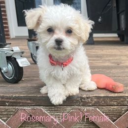 Rosemary - Cream female Shichon puppy in De Pere, Wisconsin from Kinzor Kennels
