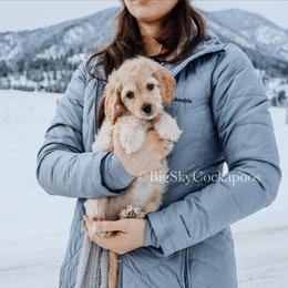 Cockapoo Puppies from Big Sky Cockapoos