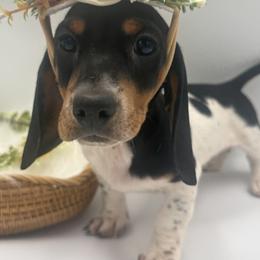 Dachshund Puppies from Pine & Pasture Dachshunds