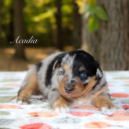 Acadia - Blue merle female Australian Shepherd puppy in Coldwater, Michigan from Northern Star Australian Shepherds
