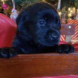Labrador Retriever Puppies from Nosterfields Labradors