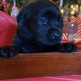 Labrador Retriever Puppies from Nosterfields Labradors