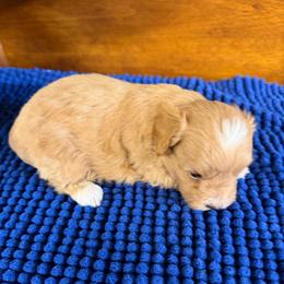 Mark - Apricot male Maltipoo puppy in Lawrenceburg, Tennessee from LUV Poodles and Maltipoos