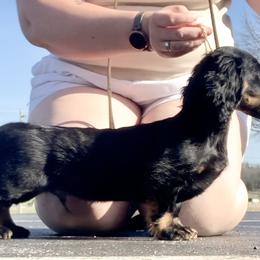 Dachshund Puppies from Howard Hounds