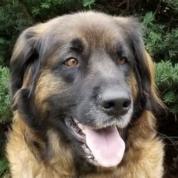 Leonbergers from Rev It Up Kennel