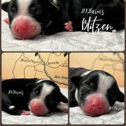 (5) Blitzen, BTF - Black tri female Miniature American Shepherd puppy in Huntington, Texas from JKKJ Farms