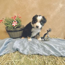 Scout - Black tri-color male Australian Shepherd puppy in Bloomfield, New Mexico from Victoria's Australian Shepherds