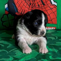 Wonder Woman - Black tri female Miniature American Shepherd puppy in Thomasville, North Carolina from TaraFox Miniature American Shepherds