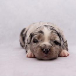 Flint - Blue merle male Miniature Australian Shepherd puppy in Lacombe, Louisiana from Indigo River Aussies