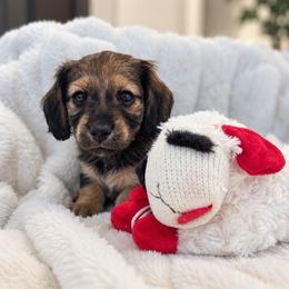 Ezra - Red male Dachshund puppy in La Marque, Texas from For the Love of Doxens