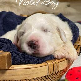 Violet Boy - White male Great Pyrenees puppy in Red Bluff, California from River's Bend Walnut Orchard