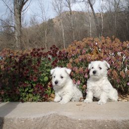 West Highland White Terriers from C&C Westies