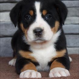 Callie - Black, white and red female Greater Swiss Mountain Dog puppy in Gassaway, West Virginia from Rolling Hills Ranch and Kennels LLC