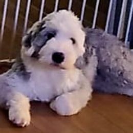 Fancy - Old English Sheepdog
