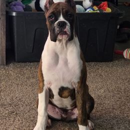 Boxer puppies from Venician Boxers