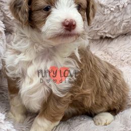 Aussiedoodle, Bernedoodle, Cockapoo, and Goldendoodle Puppies from Puppy Love Doodles