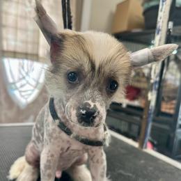 Hairless boy - Sable male Chinese Crested puppy in Rockvale, Tennessee from Cosmic Chinese Cresteds & Wind-Echo Poodles