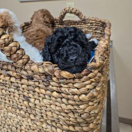 Violet - Black female Poodle puppy in Sonora, Kentucky from Little Land of Puppies