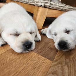 Labrador Retriever Puppies from The Labradors of Sycamore Farms