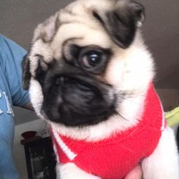 Pug Puppies from Pickwick Pugs