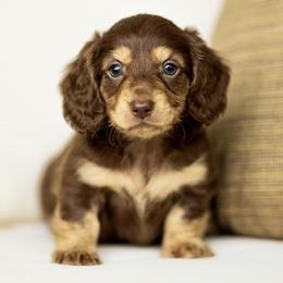 Chunk - Chocolate and tan male Dachshund puppy in Bentonville, Arkansas from Boujee Buns Dachshunds