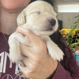 Spirit Cream boy - Cream male Dachshund puppy in Prescott, Arizona from Dachshund Family Love Breeders