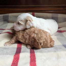 Goldendoodle puppies from Country Lane Goldendoodles