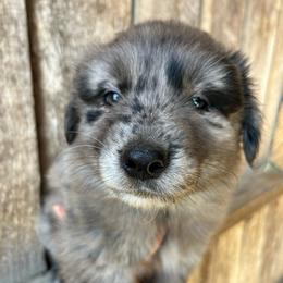 Rocky - Blue merle male Australian Shepherd puppy in Whitwell, Tennessee from Owl Hollow Farm