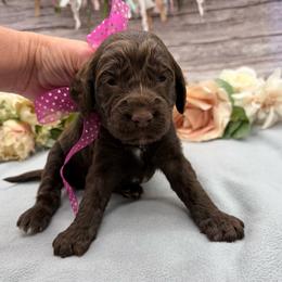 Mocha - Liver and white female Springerdoodle puppy in Lisbon, Ohio from Willow Lane Doodles