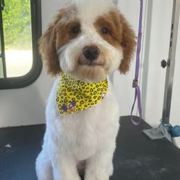 Lucie - Goldendoodle