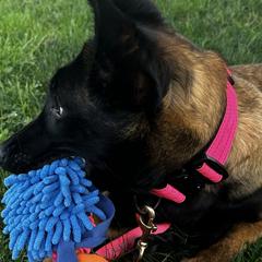 Belgian Malinois from Tammie Anglin