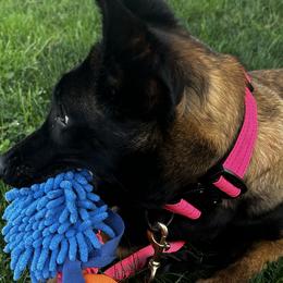 Belgian Malinois from Tammie Anglin