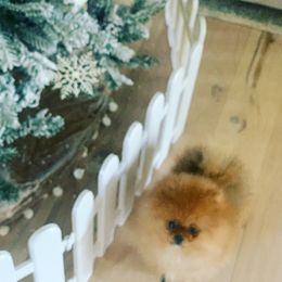 Pomeranian Puppies from Pursell Pomeranians