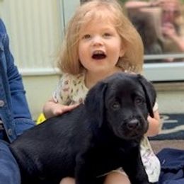 Labrador Retriever Puppies from Lorlyn Labradors