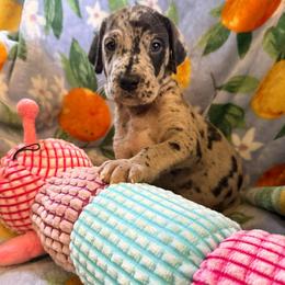 Drake - Merle male Great Dane puppy in Jerusalem, Arkansas from Mara Danes