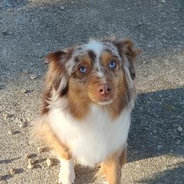 Ruby - Miniature Australian Shepherd