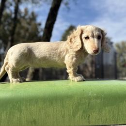 Tater - Dachshund